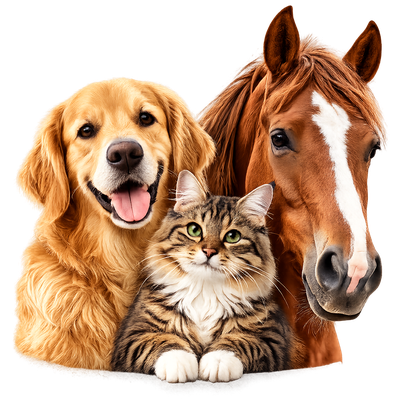 Personalized pet gift